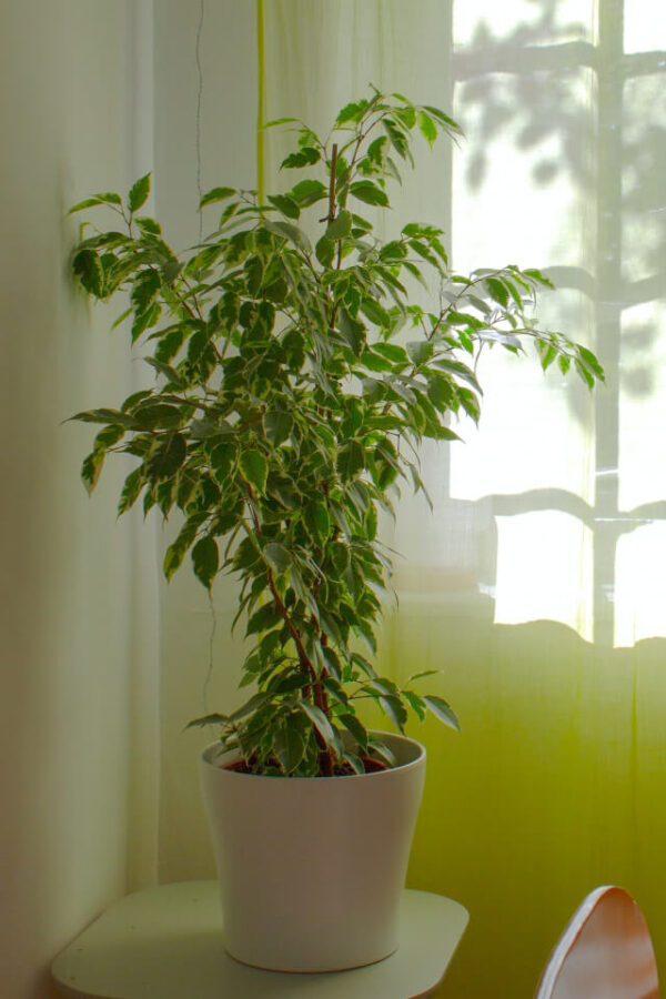 Aralia Ming - Зображення 2